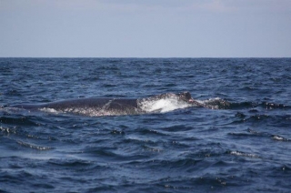 encuentros con ballenas